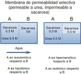 Fisiología del agua y los electrolitos