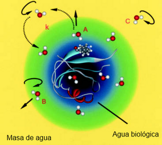 Galería de moléculas 1. El agua: la molécula de la vida