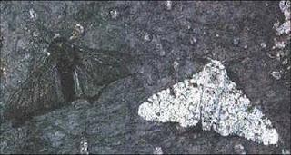 La selección natural