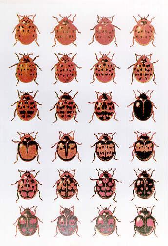 La selección natural