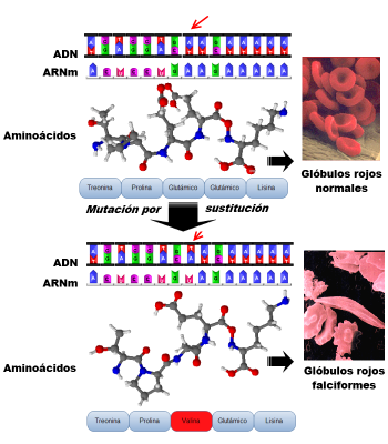 La selección natural
