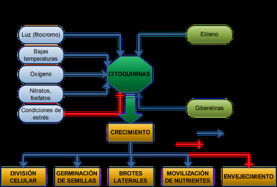 Regulación de la fisiología vegetal I: Las hormonas vegetales