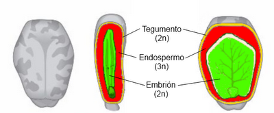 La semilla y su germinación La semilla y su germinación