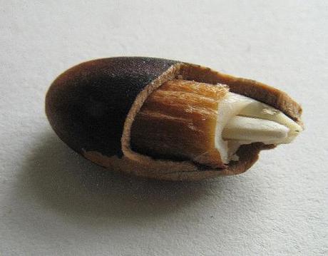 La semilla y su germinación