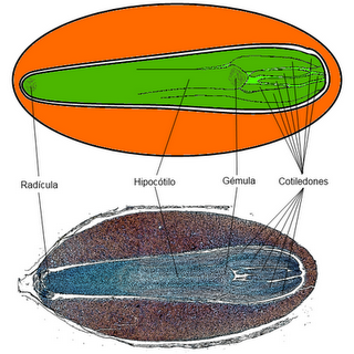 La semilla y su germinación La semilla y su germinación