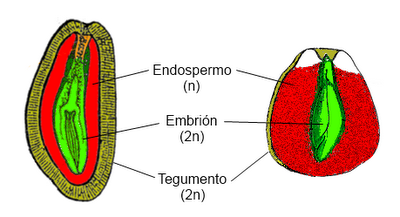 La semilla y su germinación