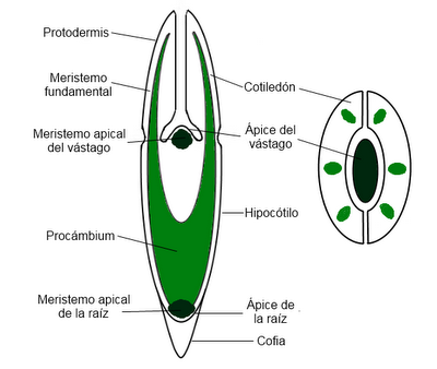 La semilla y su germinación La semilla y su germinación