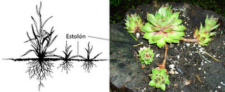 Reproducción asexual y sexual en vegetales