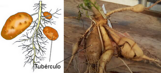 Reproducción asexual y sexual en vegetales