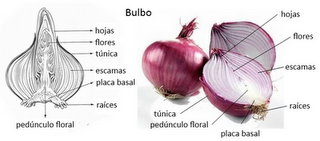 Reproducción asexual y sexual en vegetales