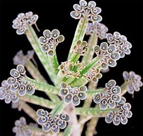 Reproducción asexual y sexual en vegetales