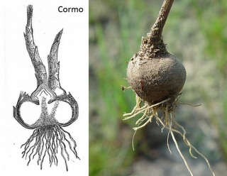 Reproducción asexual y sexual en vegetales