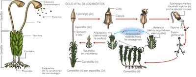 Las plantas: sistemática, origen y evolución - I