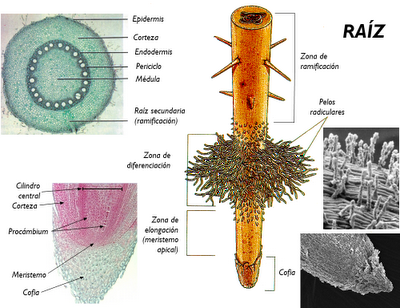 Anatomía y fisiología vegetal III: estructuras implicadas en el transporte
