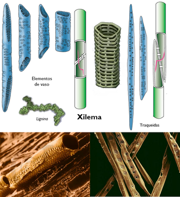 Anatomía y fisiología vegetal III: estructuras implicadas en el transporte