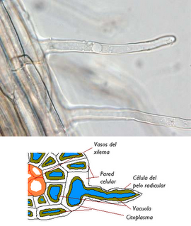 Anatomía y fisiología vegetal III: estructuras implicadas en el transporte