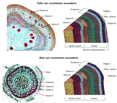 Anatomía y fisiología vegetal III: estructuras implicadas en el transporte