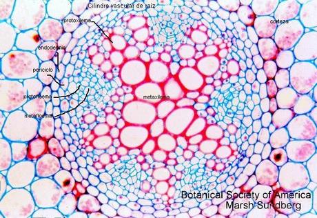 Anatomía y fisiología vegetal III: estructuras implicadas en el transporte