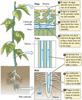 Anatomía y fisiología vegetal III: estructuras implicadas en el transporte