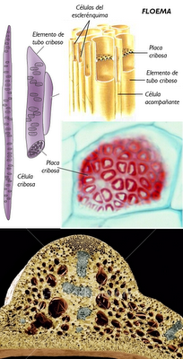 Anatomía y fisiología vegetal III: estructuras implicadas en el transporte