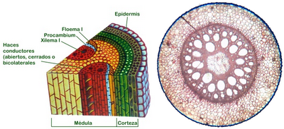 Anatomía y fisiología vegetal III: estructuras implicadas en el transporte