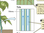 Anatomía fisiología vegetal III: estructuras implicadas transporte