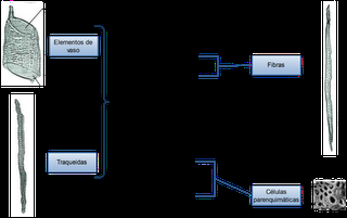 Anatomía y fisiología vegetal III: estructuras implicadas en el transporte