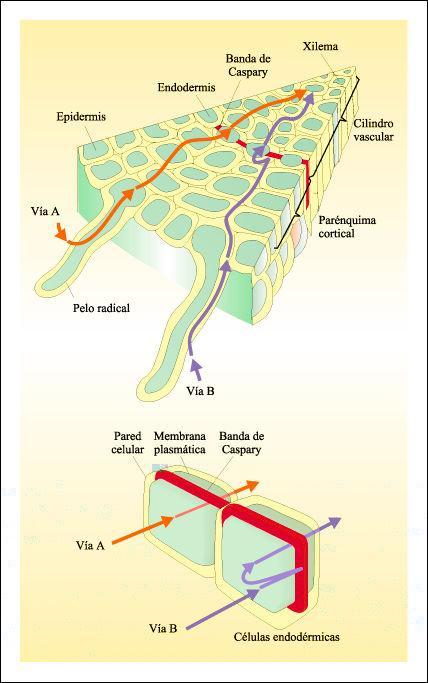 Anatomía y fisiología vegetal III: estructuras implicadas en el transporte