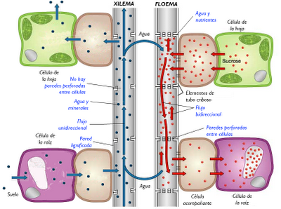 Anatomía y fisiología vegetal III: estructuras implicadas en el transporte
