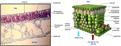 Anatomía y fisiología vegetal II: estructuras implicadas en la fotosíntesis