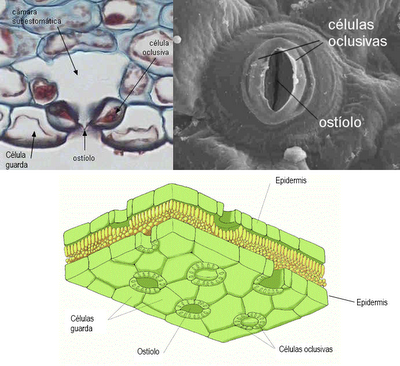 Anatomía y fisiología vegetal II: estructuras implicadas en la fotosíntesis