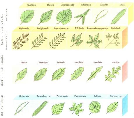 Anatomía y fisiología vegetal II: estructuras implicadas en la fotosíntesis