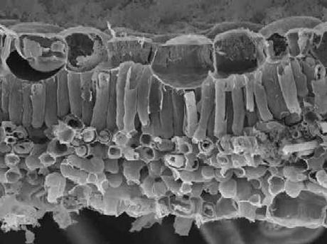 Anatomía y fisiología vegetal II: estructuras implicadas en la fotosíntesis