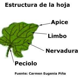 Anatomía y fisiología vegetal II: estructuras implicadas en la fotosíntesis