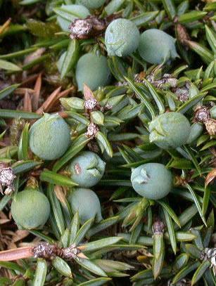 Anatomía y fisiología vegetal II: estructuras implicadas en la fotosíntesis