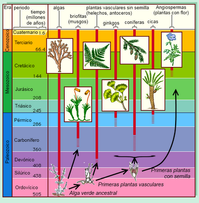 Evolución de las plantas II: la radiación de las plantas terrestres