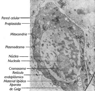 Crecimiento y desarrollo vegetal I: Meristemos y Cambium