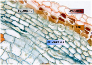 Anatomía y fisiología vegetal I: Tipos de tejidos vegetales