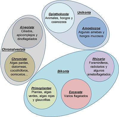 Clasificación y filogenia de los Eucariotas