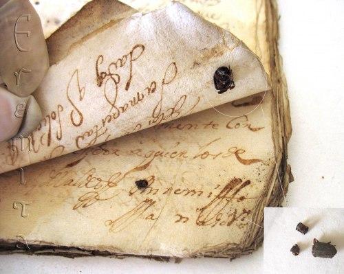 carcoma hallada entre las hojas de un ejemplar del siglo XVII