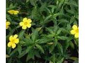 Damiana planta medicinal