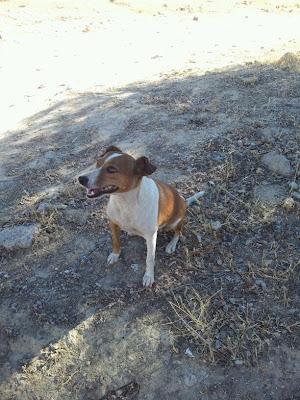 PEQUEÑA NECESITA FAMILIA URGENTE¡¡¡¡ DEBAJO DE UN COCHE!!!, AYUDA POR FAVOR!!!‏