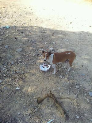 PEQUEÑA NECESITA FAMILIA URGENTE¡¡¡¡ DEBAJO DE UN COCHE!!!, AYUDA POR FAVOR!!!‏