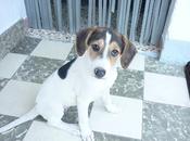 CLARA, preciosa cachorrita abandonada campo. GPAR