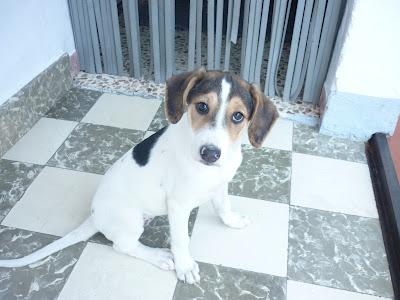 CLARA, preciosa cachorrita abandonada en el campo. GPAR