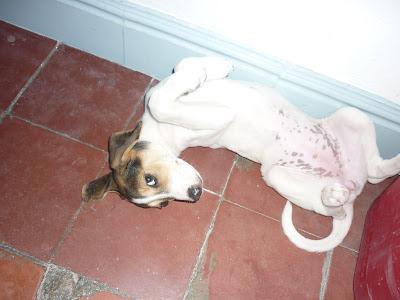 CLARA, preciosa cachorrita abandonada en el campo. GPAR