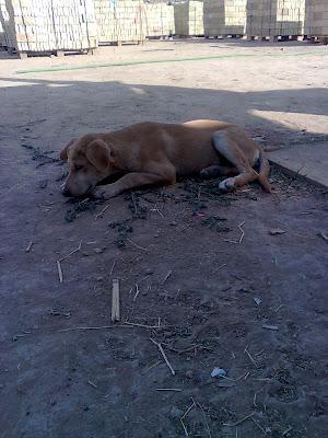 ¡¡URGENTE!!! CACHORRITO ABANDONADO EN UNA FINCA‏. SEVILLA