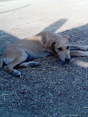 ¡¡URGENTE!!! CACHORRITO ABANDONADO EN UNA FINCA‏. SEVILLA