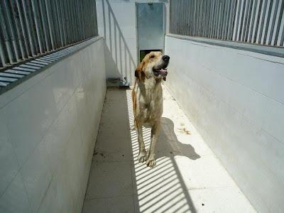 URGENTE!!! SACRIFICIO INMINENTE 2y9 AGOSTO. 5perritos buenos, nobles e INOCENTES. S.O.S PERRERA BADAJOZ‏