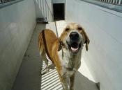 URGENTE!!! SACRIFICIO INMINENTE AGOSTO. 5perritos buenos, nobles INOCENTES. S.O.S PERRERA BADAJOZ‏